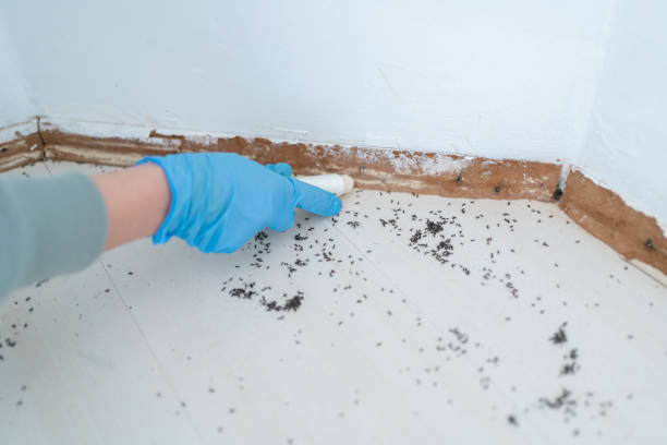 Best Emergency Pest Control  in Laurel, DE
